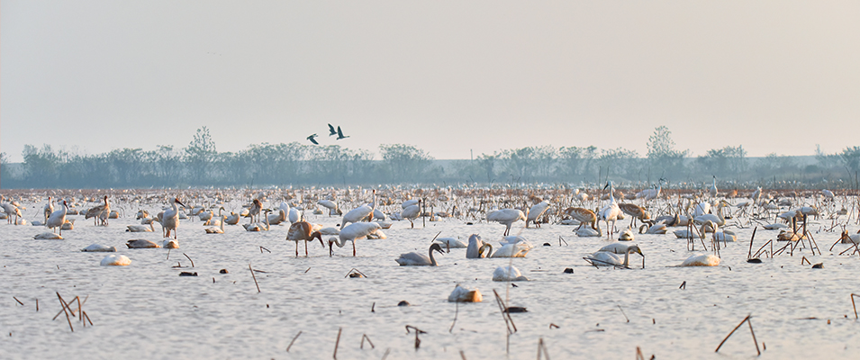 Siberian Cranes foraging in lotus pond