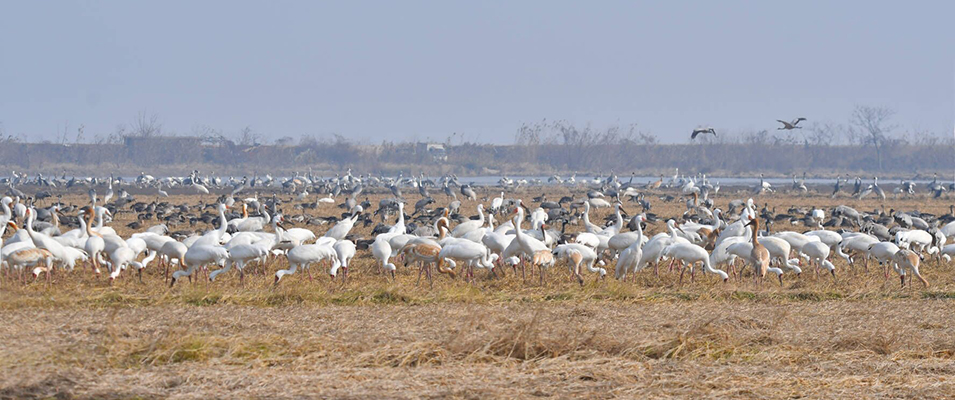 Siberian and Eurasian Cranes foraging on rice field