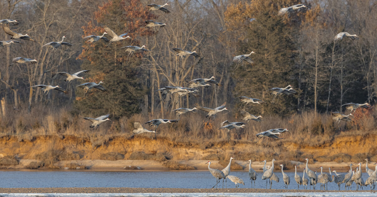 Sandhill Cranes flocking on the Wisconsin River