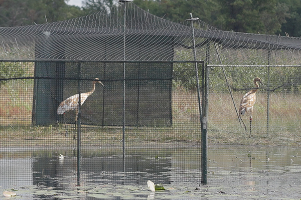 Two juvenile Whooping Cranes prior to their release at Necedah National Wildlife Refuge, Wisconsin