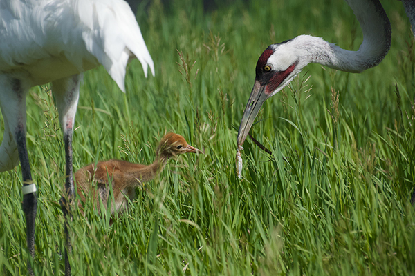 Whooping Cranes pair and chick, Wilder Institute conservation breeding facility, Canada