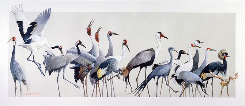 Cranes of the World by David Rankin