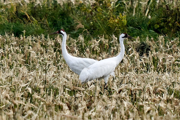 Two Whooping Cranes in harvested sweet corn field