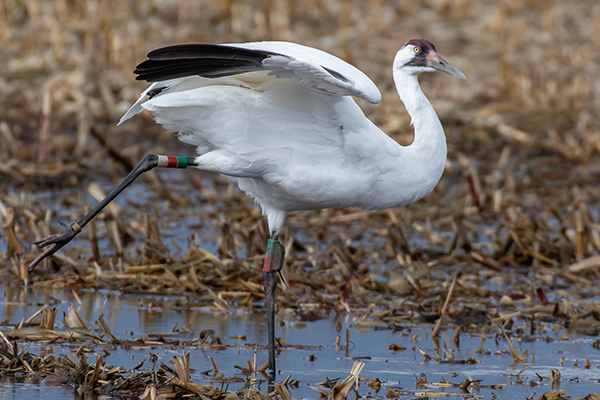 Whooping Crane, St. Croix County, Wisconsin