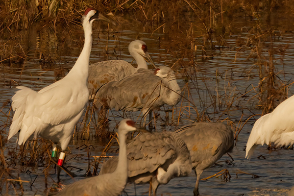 A Whooping Crane and Sandhill Cranes standing in a shallow wetland.