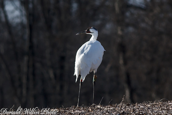 Whooping Crane standing in a harvested field.