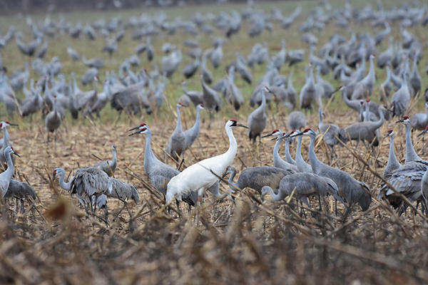 A Whooping Crane stands amid a Sandhill Crane flock.