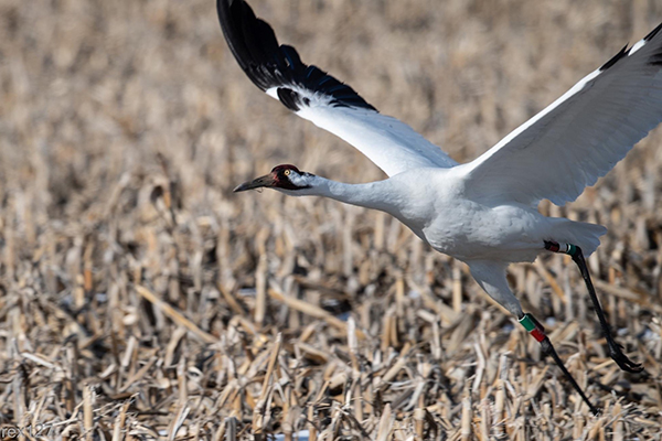 Whooping Crane taking flight in a harvested corn field