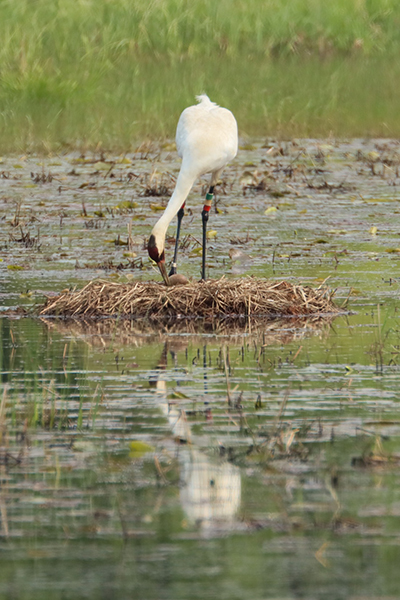 Adult Whooping Crane standing on nest with egg.