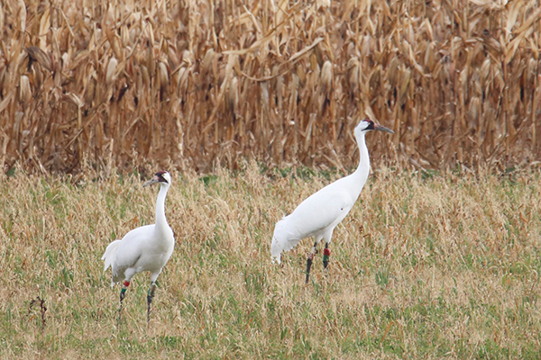 Two Whooping Cranes standing near a wetland.