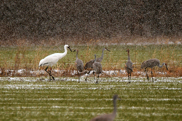 A Whooping Crane forages with Sandhill Cranes during a light snow fall.