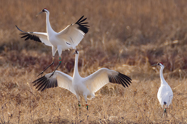 Three Whooping Cranes in a wetland, two of the birds are dancing.