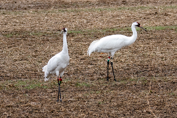 Two Whooping Crane forage in a harvested field.
