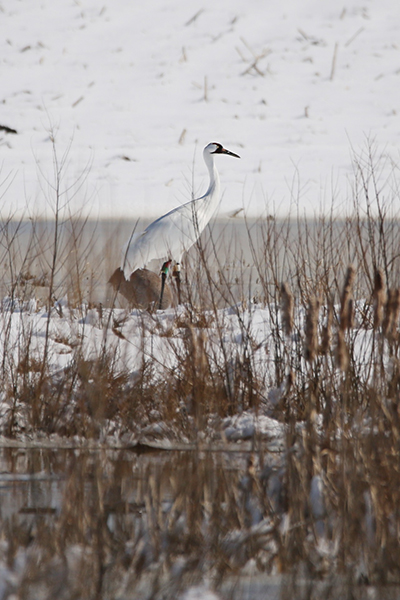 Whooping Crane standing in a snowy marsh