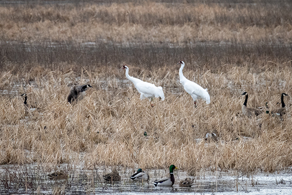 Two Whooping Cranes in a marsh with Canada geese and mallard ducks.