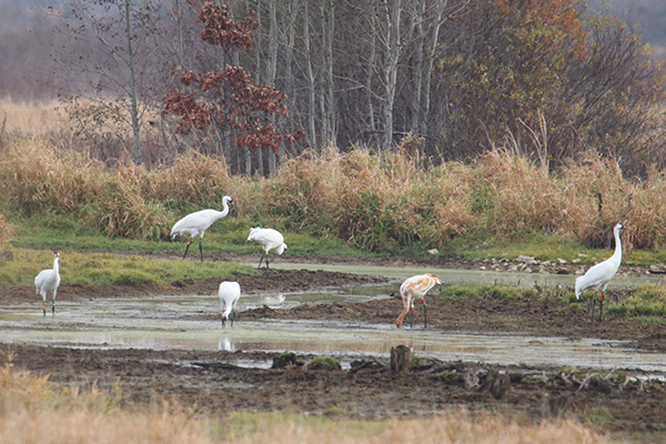 Five adult Whooping Cranes and one juvenile forage in a wetland.