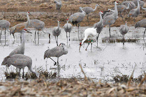 A Whooping Crane forages in a flock on Sandhill Cranes.