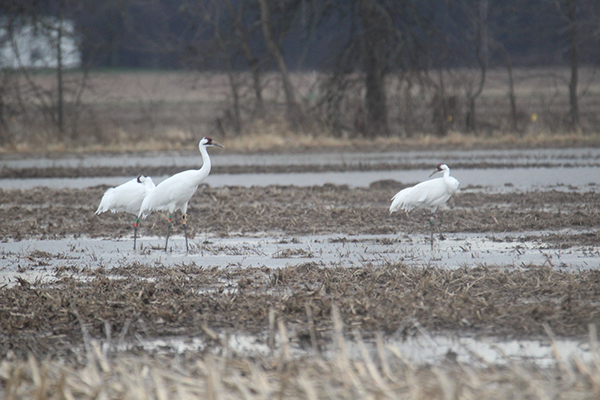 Three Whooping Cranes standing in a shallow wetland.