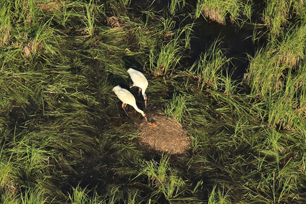 Whooping Crane pair with chick on nest.