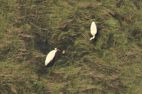 Aerial view of Whooping Crane pair and chick