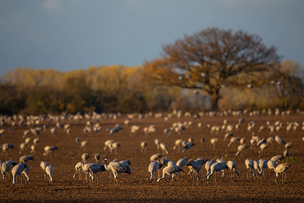 Eurasian Cranes feed in a newly sown field
