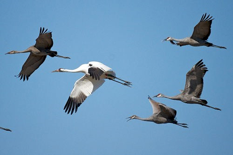 Whooping and Sandhill Cranes