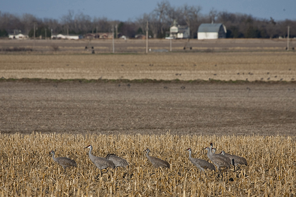 Sandhill Cranes fly into the fields to feed near the Platte River in Nebraska