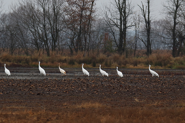 Whooping Cranes on their wintering grounds in Greene County, Indiana