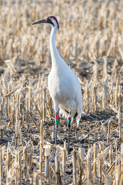 Whooping Crane 8-17 standing in a harvested corn field.