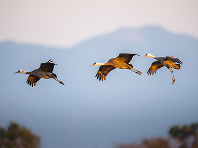 Hooded Cranes in flight