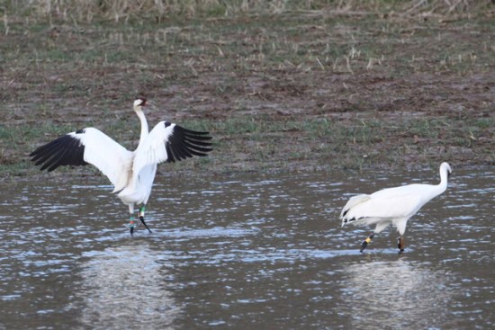 Two whooping Cranes