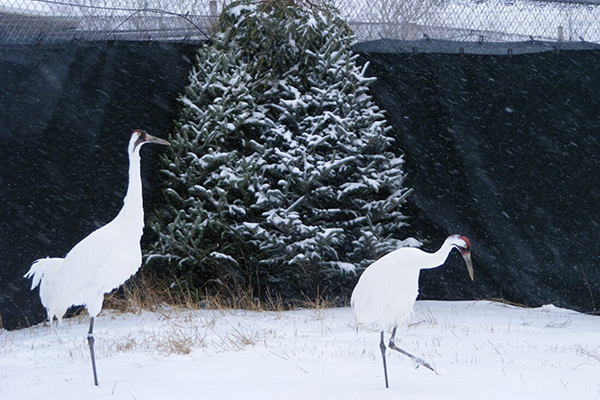 A Whooping Crane pair in their enclosure at the International Crane Foundation