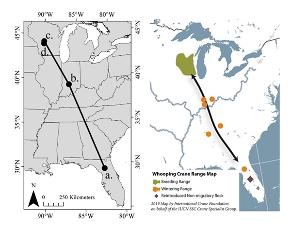 Whooping Crane range and migration map.