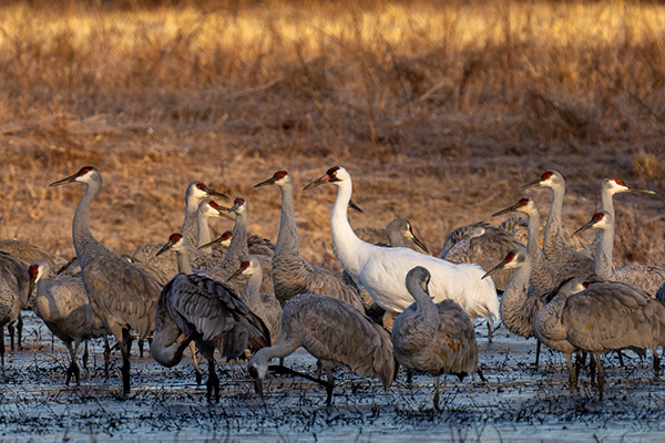 A single Whooping Crane among a flock of Sandhill Cranes in Morgan County, Alabama.
