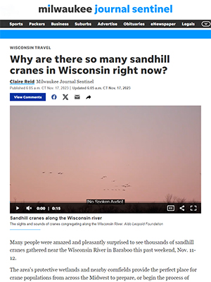 Why are there so many Sandhill Cranes in Wisconsin right now?