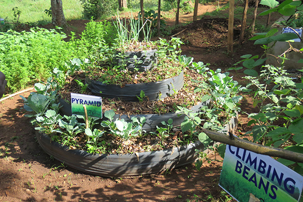 A demonstration kitchen garden with a variety of planted beans.