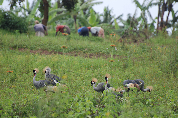 Grey Crowned Cranes foraging in field with local community members