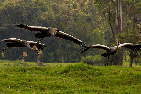 Grey Crowned Cranes take flight in Uganda. Margaret Pyke Trust