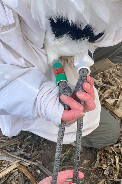 Whooping Crane legs with bands and GPS transmitter