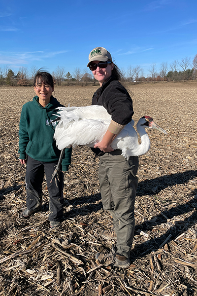 A biologist holds a Whooping Crane