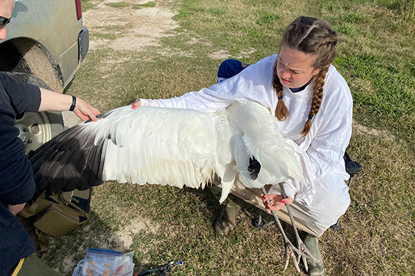 Aviculturist holding a Whooping Crane with its wing outstretched.