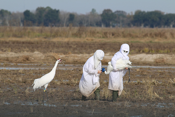 Two Whooping Cranes with a costumed aviculturists