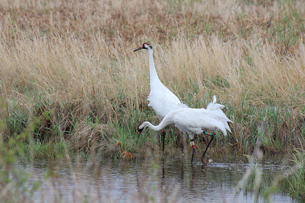 Whooping Crane pair and chick
