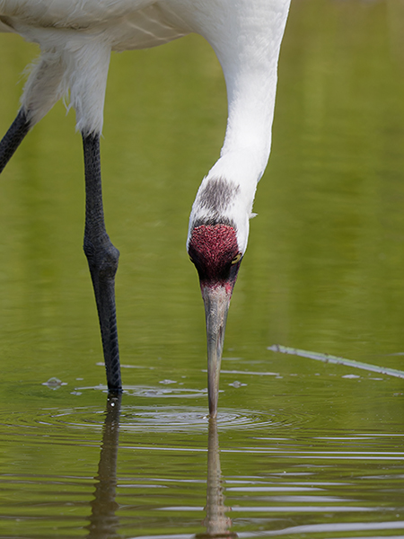 Whooping Crane reflection