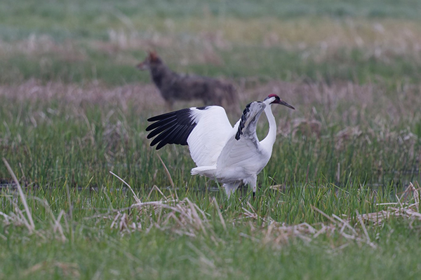 Whooping Crane with a coyote in the background