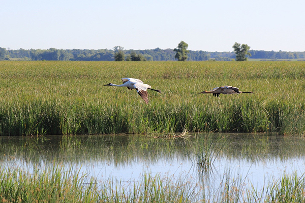 Two Whooping Cranes in flight over Horicon Marsh
