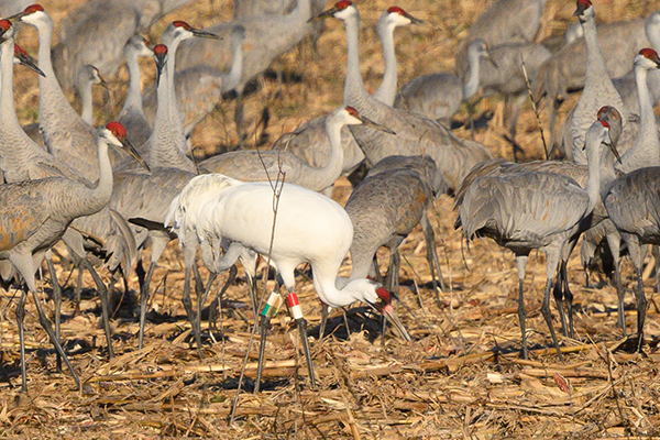Whooping and Sandhill Cranes foraging