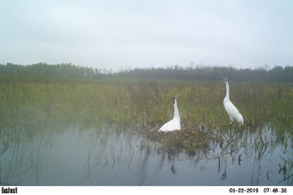 28-05 (on nest) and 2-15 unison call, a duet performed by a pair to defend their territory and reinforce their pair bond.