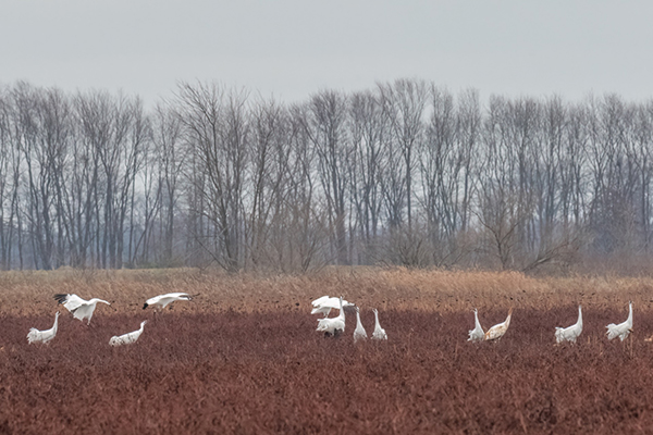 W1-06 and W18-20 amongst other Whooping Cranes at Goose Pond Fish and Wildlife Area in Indiana this December. Eric Nally