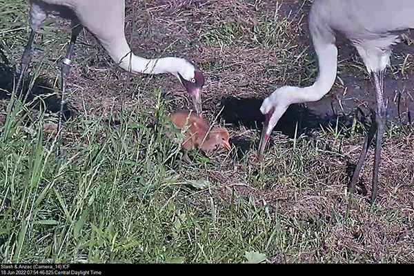 Whooping Crane pair with chick